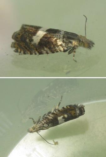 Réf. 323 852 : Dichrorampha sequana